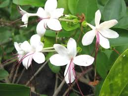 Image result for Volkameria