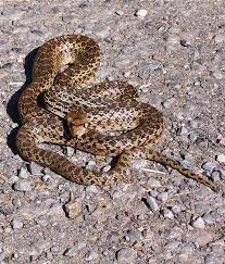 Gopher Snake Wildlife Mojave Desert Snake