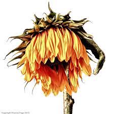 Dead Wilted Sunflowers Google Search Dying Flowers Beautiful Flower Drawings Flower Drawing
