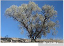 Sieh dir an, was katja (akazienbaum) auf pinterest, der weltweit größten sammlung von ideen, entdeckt hat. Poster African Akazienbaum Pixers Wir Leben Um Zu Verandern