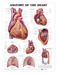 Heart Anatomy Chart Anatomy Of The Heart Laminated Lfa 99878