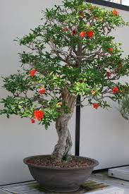 May be shipped with no foliage during autumn and winter. Pomegranate Bonsai Indoor Bonsai Tree Bonsai Art Bonsai Fruit Tree