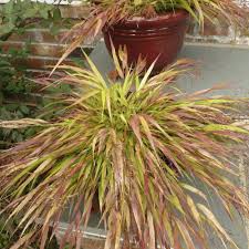 Image result for hakonechloa macra nicolas