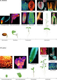 Maybe you would like to learn more about one of these? Multiscale Imaging Of Plant Development By Light Sheet Fluorescence Microscopy Nature Plants