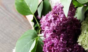 We did not find results for: Confectionner Un Bouquet De Lilas Trucs Pratiques