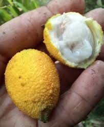 Image result for Garcinia sp. 1.