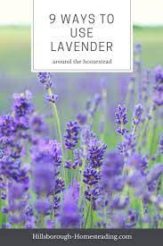 How To Use Lavender On The Homestead 9 Diy Ideas Lavender Plant Uses Dried Lavender Flowers Lavender