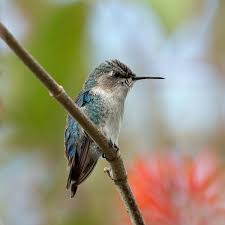 Usda hardiness zones 5 to 10 Bee Hummingbird Wikipedia