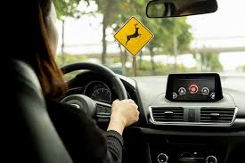 These include the time and date, location of the car, and the amount of damage. What To Do If You Hit A Deer With Your Car The Sam Bernstein Law Firm