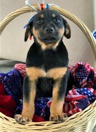 Below are all of the organizations in iowa from which you can adopt a dog. Australian Shepherd Rescue Dog For Adoption In Lisbon Iowa Tyson In Lisbon Iowa Dog Adoption Rescue Dogs For Adoption Australian Shepherd