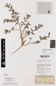 Image result for Indigofera erythrogramma