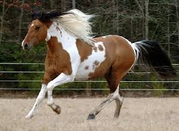 Paint Black And Brown Horse Pin On Horses