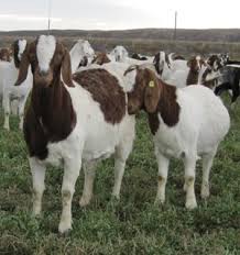 Here is a sample business plan for starting a goat farm and a free feasibility study you. Goat Farming Business Plan In Nigeria