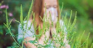 Some people may also develop asthma symptoms such. Ragweed Allergy Symptoms Treatment And Prevention