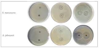 Image result for Balanites pedicellaris