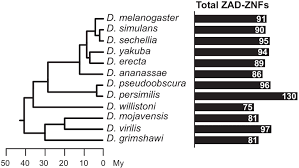 Find deals, aaa/senior/aarp/military discounts, and phone #'s for cheap tukwila washington hotel & motel rooms. Innovation Of Heterochromatin Functions Drives Rapid Evolution Of Essential Zad Znf Genes In Drosophila Elife