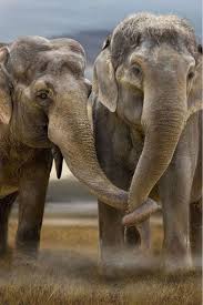 Elephants Family Animal Vahsi Hayvanlar Cok Sirin Hayvanlar Hayvanlar