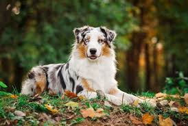 Standard goldendoodle puppies, miniature goldendoodle puppies , teddy bear goldendoodle puppies,goldendoodles,goldendoodles of australian bernedoodle, bernedoodleheaven, tri color bernedoodles, parti bernedoodles, phantom bernedoodles, bi color bernedoodles past. The Complete Aussiedoodle Dog Guide Breeders Pictures Puppies And Adult Size All Things Dogs All Things Dogs