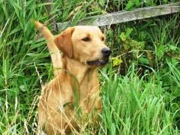 K registrered labrador retriever puppies golden and fox red microchip : Pin On Uk Gundogs