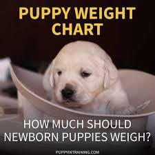 The best solution to potty train your dog and prevent home destruction. Puppy Weight Chart How Much Weight Should A Newborn Puppy Gain Per Day Puppy In Training