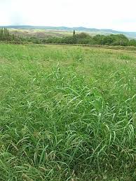 Image result for Panicum carneovaginatum