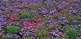 Image result for Aster