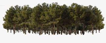 Forest Png Forest Forest Clipart Real Trees Png Forest Tree Painting