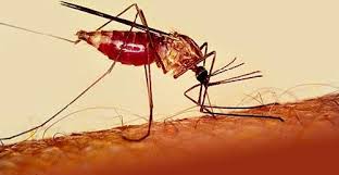 Resultado de imagen para imagenes de mosquitos