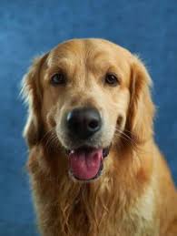 Adopting one of our goldens or other dvgrr dog is a rewarding experience that requires patience and commitment, but will ultimately bring you and if you would like to visit us at golden gateway, we offer our monthly open house events on the second saturday of each month. 5 Best Golden Retriever Rescues In Michigan 2021 We Love Doodles