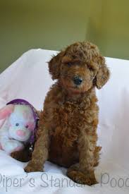 We are based in beautiful. Piper S Standard Poodles Mansfield Ohio