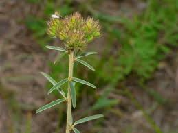Image result for Antizoma angustifolia