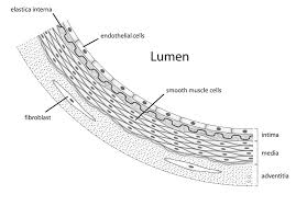 This is different from as you look at this diagram of a smooth muscle fiber, you'll notice the single nucleus in the center. Vascular Smooth Muscle Wikipedia