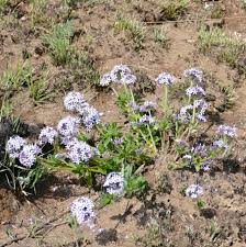 Image result for Pentanisia