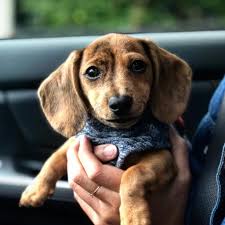 Find us on facebook for fun wiener dogs events from march through december. Cute Pictures Of Dachshund Puppies Popsugar Pets