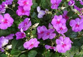 Perennial flowers are plants that grow and bloom in the spring and summer then die back in the fall and winter. Perennials For Shade That Bloom All Summer The Garden Glove