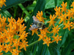 Image result for Asclepias foliosa