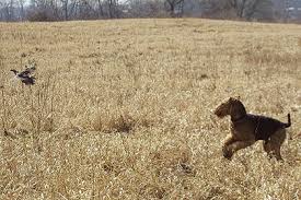 Sep 27, 2017 · free hunting dog classifieds for the upland bird hunter and wetland waterfowl hunter. The Hunting Airedale