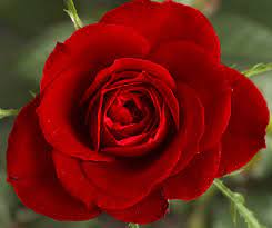 They are the most gorgeous, most romantic and fragrant flowers. Most Beautiful Flowers List List Of Top Ten