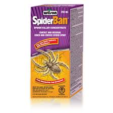 Spiders arent allowed in my apartment. What S The Best Way To Get Rid Of Spiders In The Home Quora