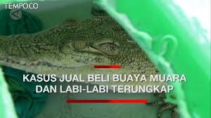 Mimpi buaya tentu saja mengerikan. Berita Terbaru Buaya Muara Tempo Co