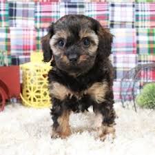 Maybe you would like to learn more about one of these? Cavapoo Breeders Virginia Cavapoo Breeders East Coast Puppies For Sale