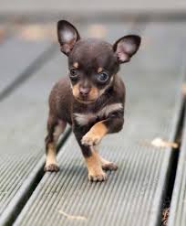 Most adorable teacup chihuahua compilation video ever. The Truth About The Teacup Chihuahua Animalso