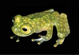 Image result for glass frog