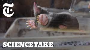 Borax is one of the main ingredients used in many ant traps. Top 5 Best Mole Poisons Reviewed 2021 Edition