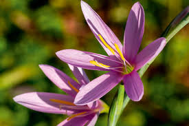 Image result for Hesperantha petitiana