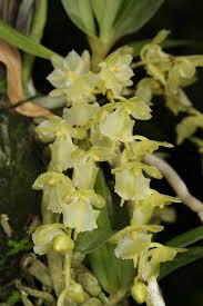 Image result for Diaphananthe