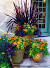 Patio Plants Ideas