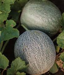 Ambrosia cantaloupe melon 50 seeds hope home goods information recipes and facts grow hybrid at seeds: Ambrosia Melon Pahl S Market Apple Valley Mn