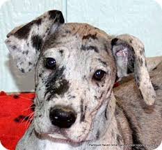 Just giant rescue inc (jgri) is a 501(c)3 organization catering to giant breed dogs. 68 Great Danes Ideas Great Dane Dane Great Dane Puppy