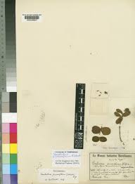 Image result for Combretum pisoniiflorum